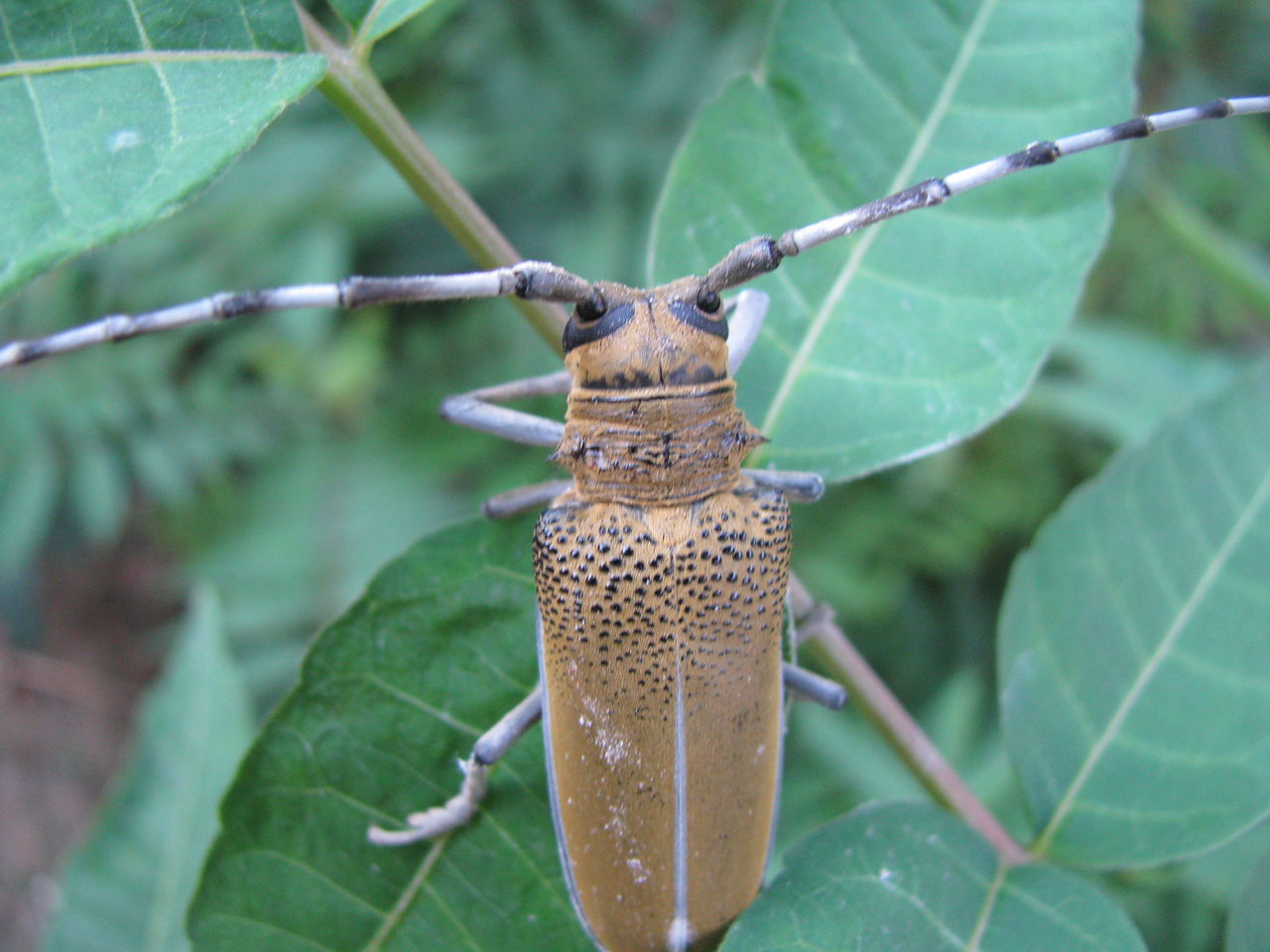 科/6263256" data-lemmaid="6263256">天牛科 /a>,天牛成虫出现於夏季