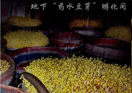 药水豆芽