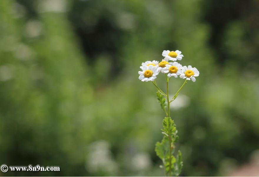  p>短舌匹菊(学名:pyrethrum parthenium (l.) sm.