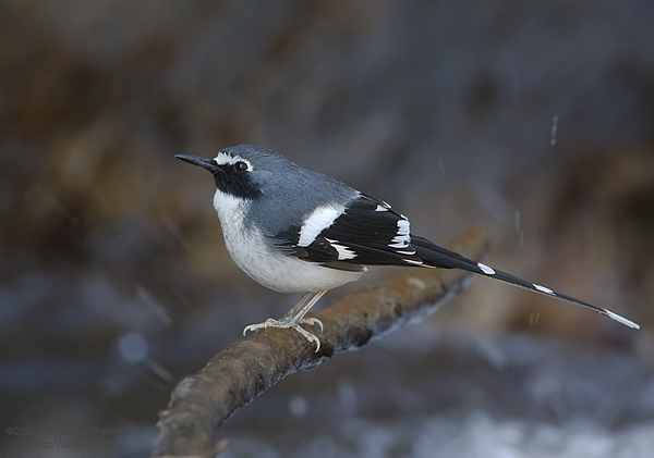 href="#" data-lemmaid="4652090">燕尾 /a>,体长23厘米,雌雄成鸟大体