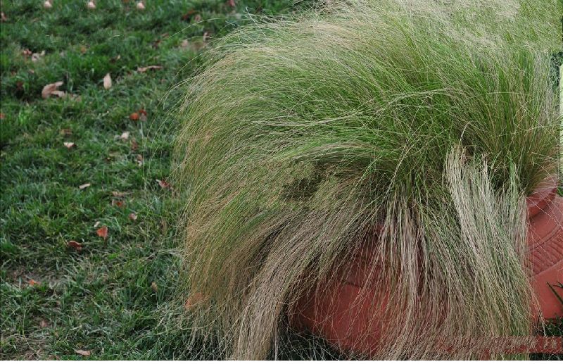 细叶针茅
