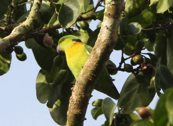 black-collared lovebird