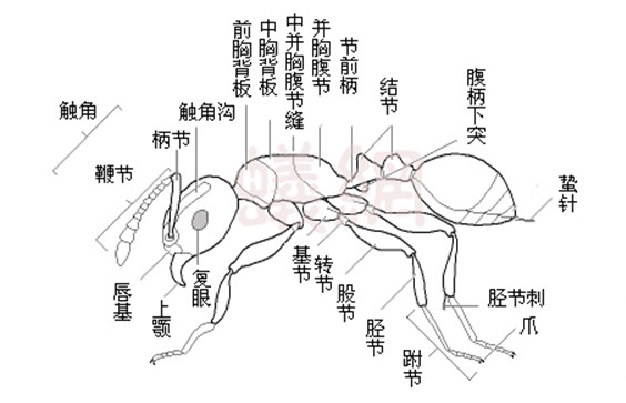  p>膜翅目(学名:hymenoptera)是 a href="#">节肢动物门 /a>, a href=
