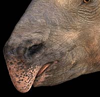 巨犀(indricotherium)