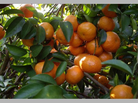  p>芦柑系漳州特产,称为漳州芦柑,又名"八卦芦柑",柑果扁圆,果顶微凹