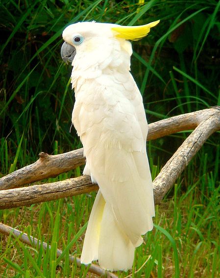  p>蓝眼凤头鹦鹉(学名: i>cacatua ophthalmica /i>)是 a href="#">鹦