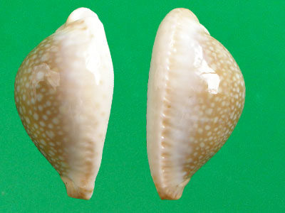  p>初雪宝螺(学名:erosaria miliaris miliaris)是腹足纲宝螺科的 a