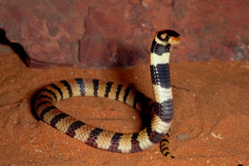  p>唾蛇(学名:hemachatus haemachatus)是蛇亚目眼镜蛇科下一个有毒的