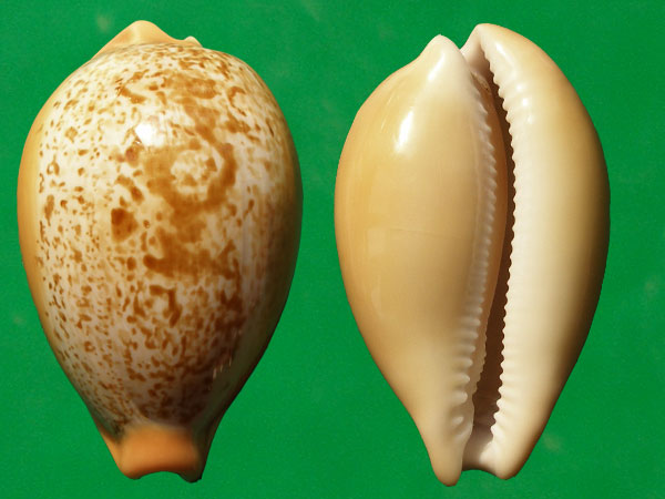  p>兰福宝螺(学名:austrasiatica langfordi langfo