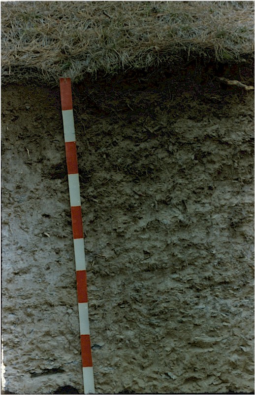 data-lemmaid="1026824">淋溶 /a>与聚积,有次生黏化现象的带棕色土壤