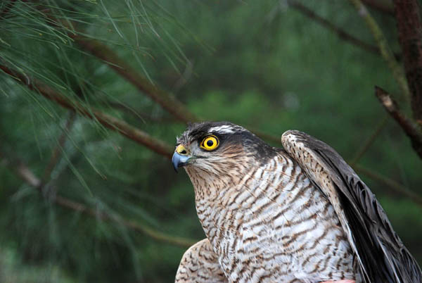 门/3516708" data-lemmaid="3516708">脊索动物门 /a>动物,似雀鹰而大