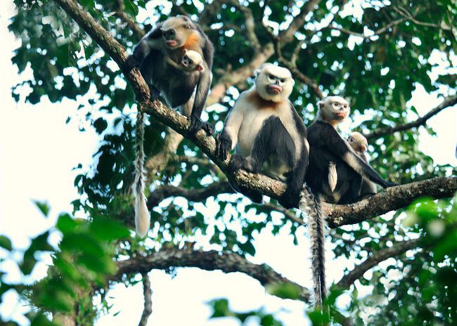 tonkin snub-nosed monkey