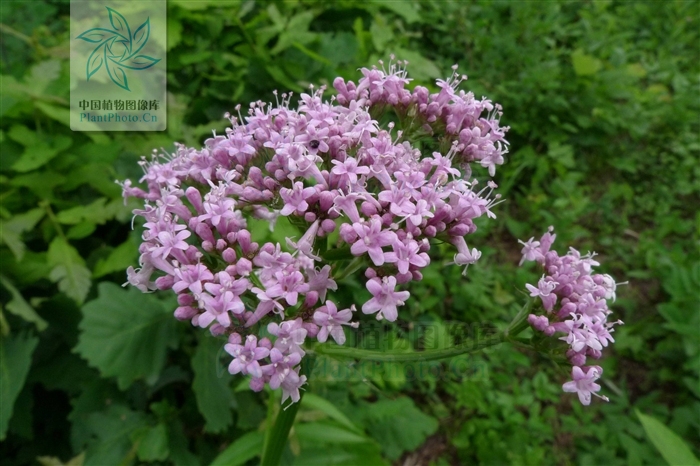  p>缬草(拉丁学名: i>valeriana officinalis /i> l.