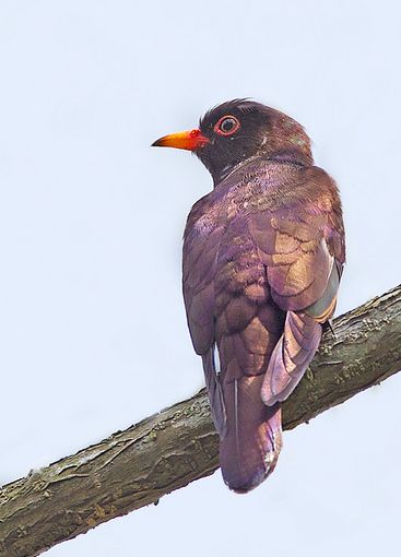 chrysococcyx xanthorhynchus