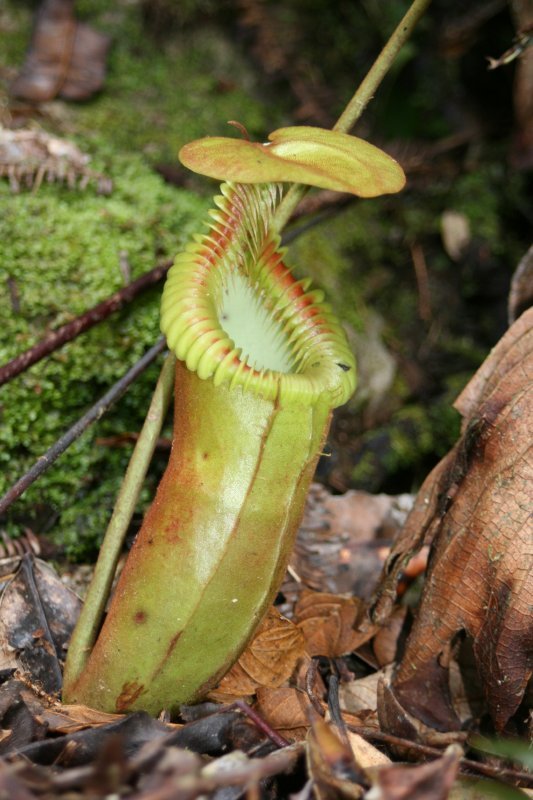  p>爱德华猪笼草,学名nepenthes edwardsiana,是 a href="#" data