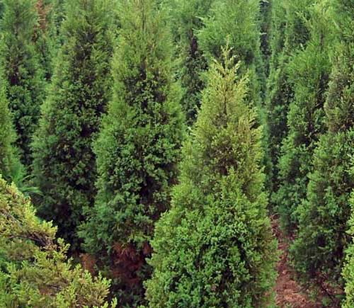 塔柏(学名: i>juniperus chinensis /i> pyramidalis)是柏科,刺柏属