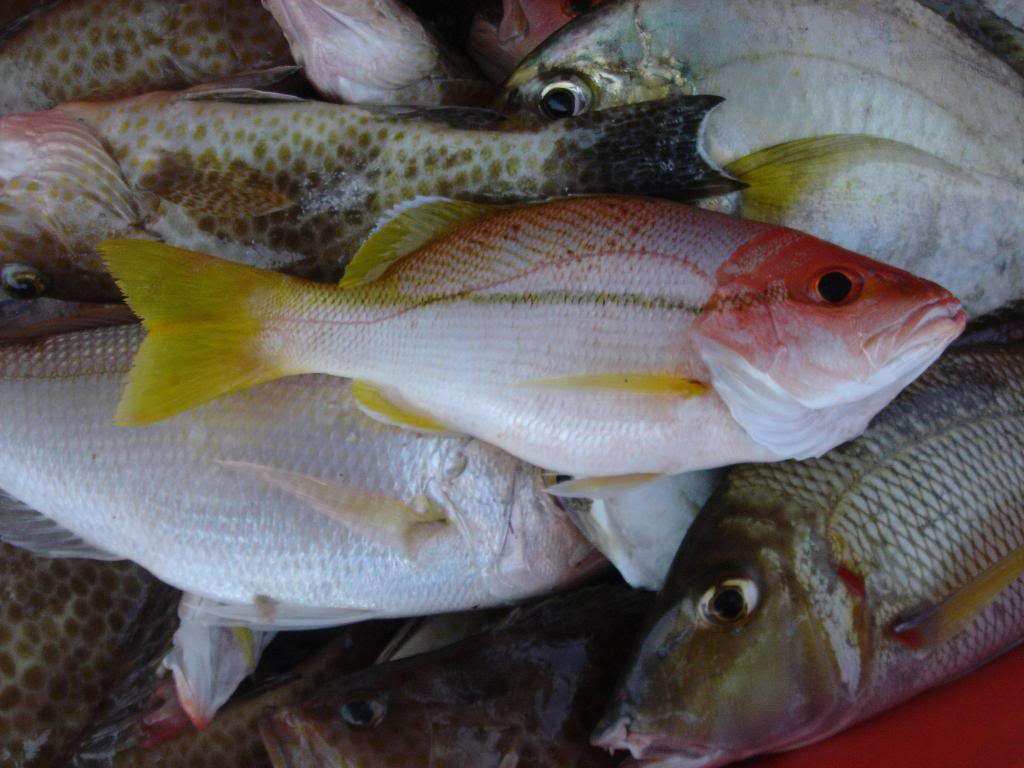  p>画眉鱼 a>是鲈形目 /a> a>慈鲷科 /a>的一种鱼类.