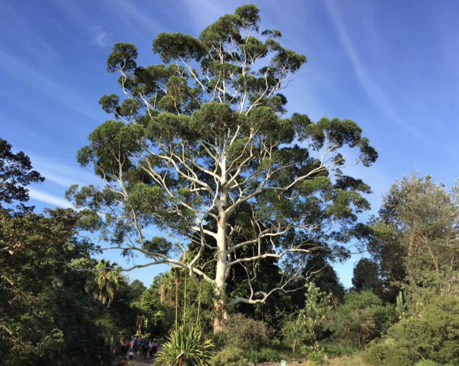 eucalyptus grandis hill