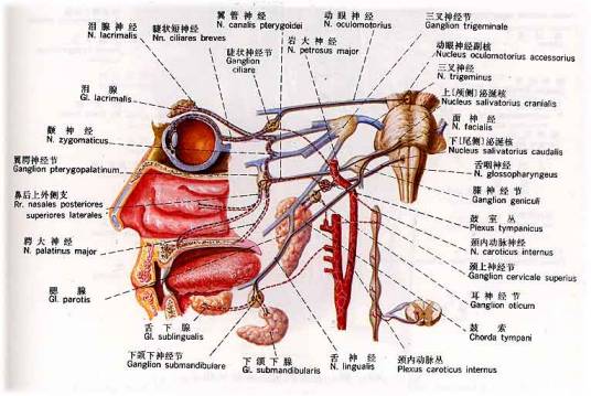 副交感神经系统_百度百科