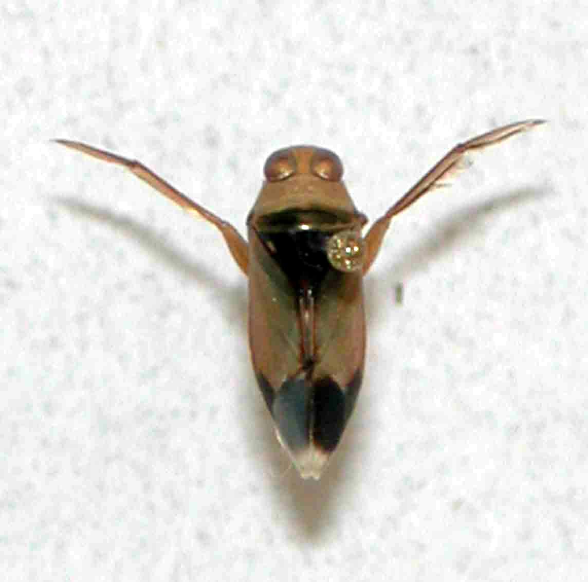  p>仰泳蝽的俗称,属于 a target="_blank" href="/item/仰蝽科