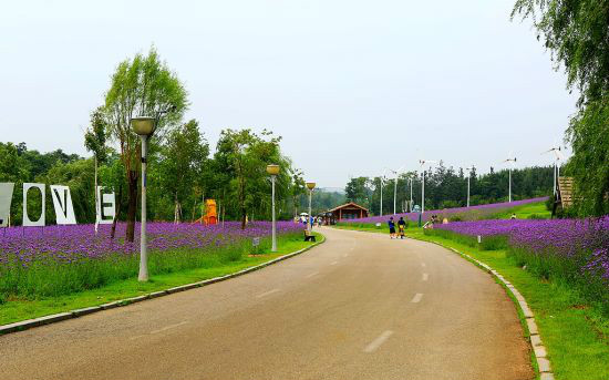 南阳薰衣草风情岛