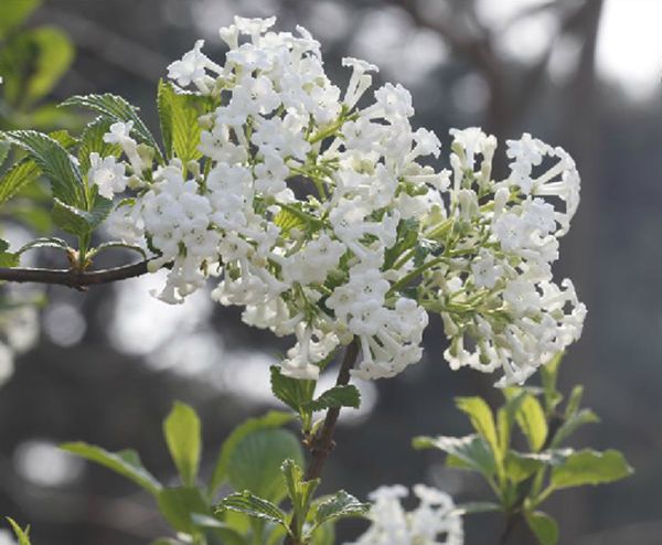 p>香荚蒾(学名: i>viburnum farreri /i> w. t.