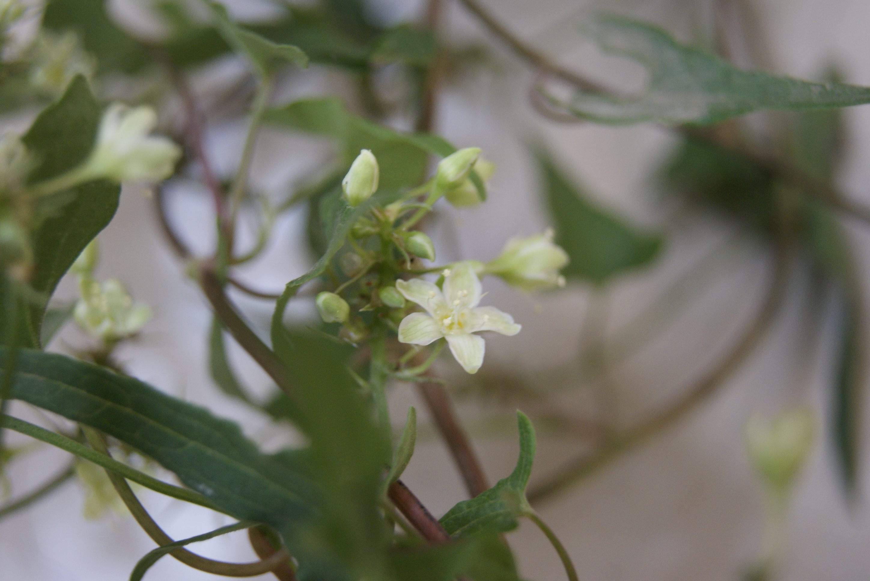  p>何首乌(学名: i>fallopia multiflora  /i>(thunb.) harald.