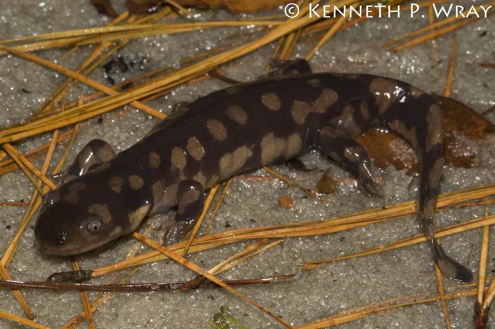 东部虎斑钝口螈