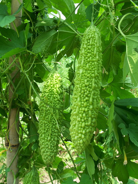  p>"翠玉苦瓜"系 a target="_blank" href="/item/四川省农科院