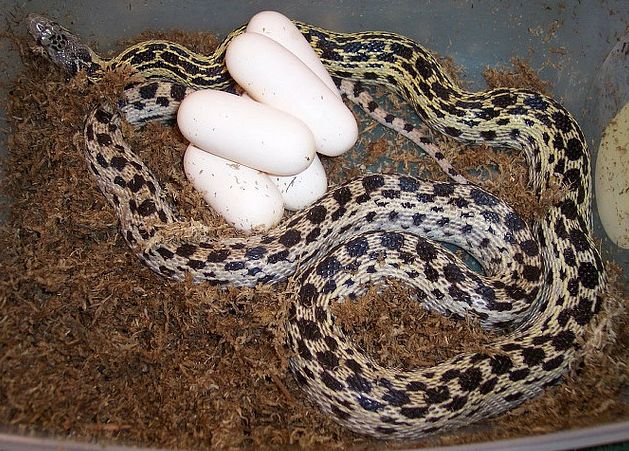  p>北美松蛇(学名:pituophis melanoleucus)成蛇长122-254厘米,体型