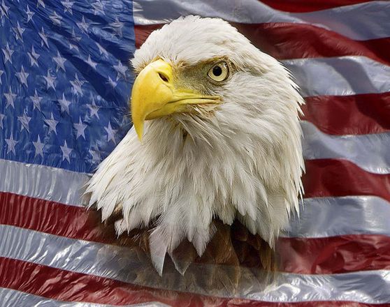  /i>)又名 a target="_blank" href="/item/美洲雕">美洲雕 /a>