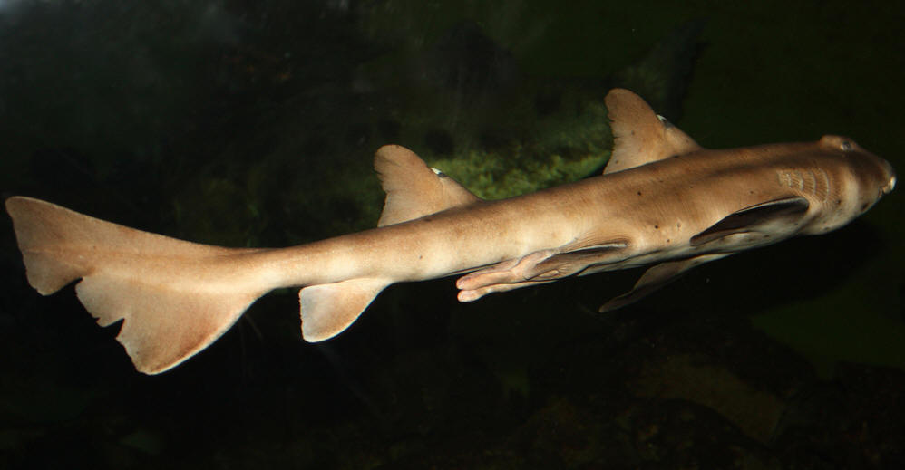  p>角鲨指的是 a href="#" data-lemmaid="3516708">脊索动物门 /a>