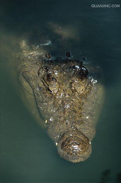  p>尼罗鳄(学名: i>crocodylus niloticus /i>),是非洲最大的鳄鱼和最