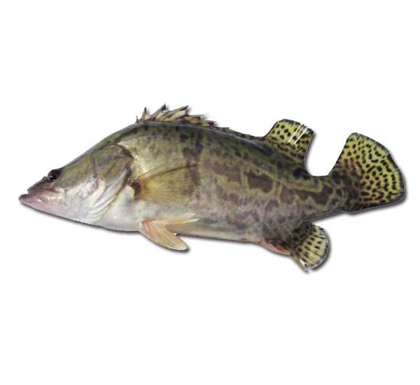  p>抚远鳌花鱼,黑龙江省佳木斯市 a target="_bla