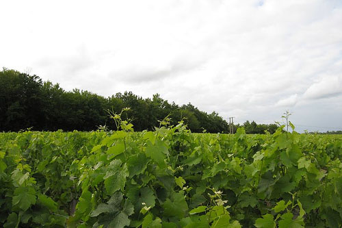  p data-id="gnwn7uuwab">波亚克产区(pauillac)位于st estèphe(圣爱