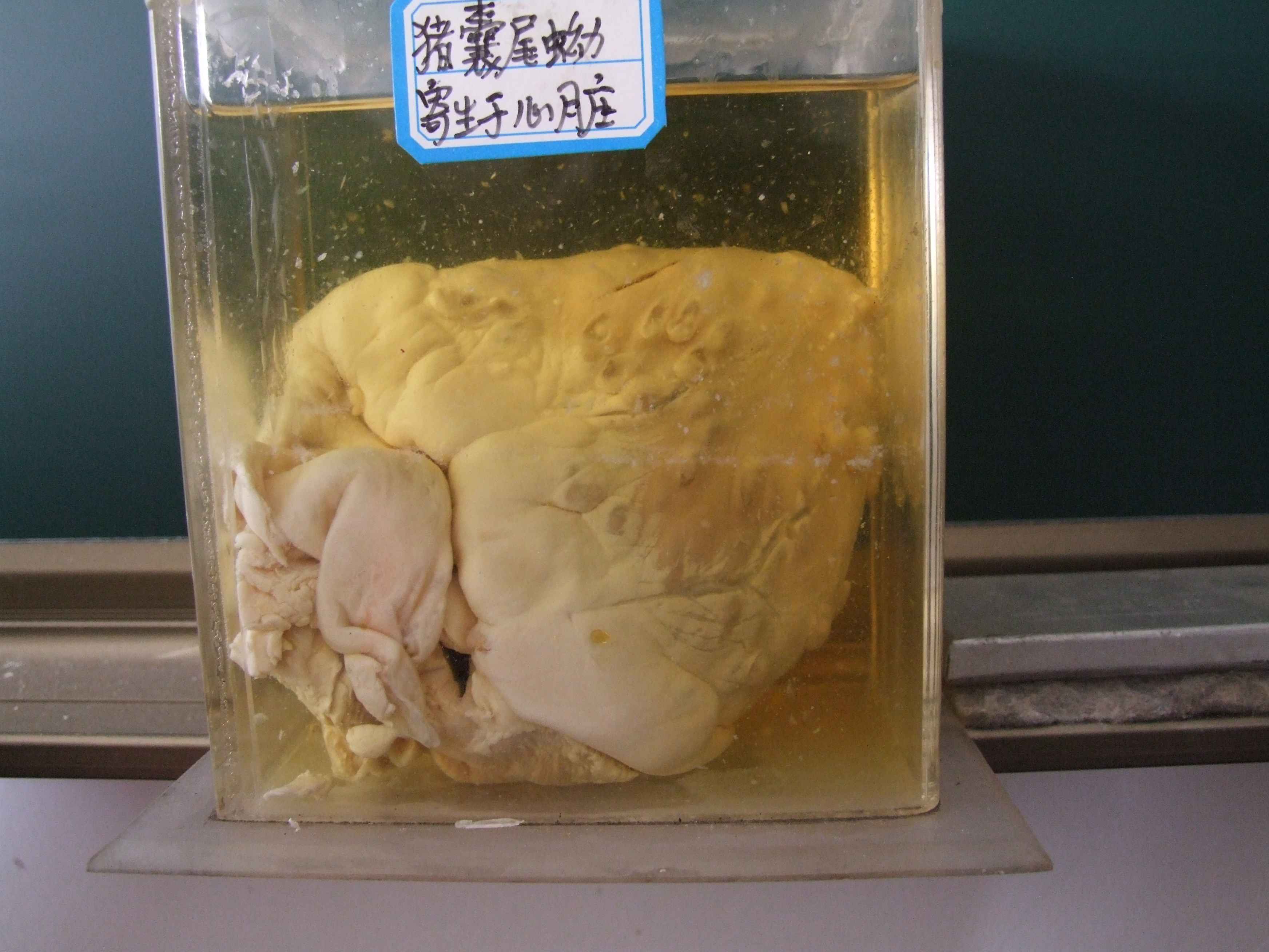  p>棘球绦  即  a target="_blank" href="/item/绦虫/873434" data