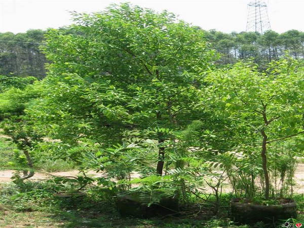  p>檀香,又作"旃檀","栴檀","栴陀那","栴弹那","栴檀香","真檀",《 a