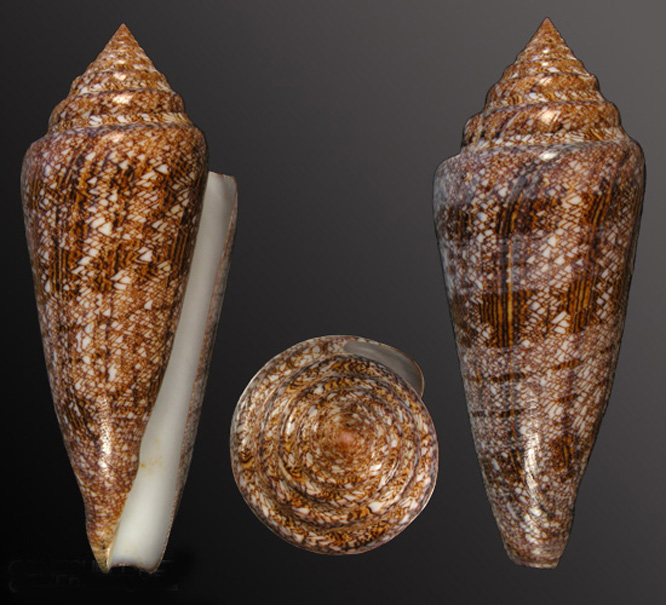  p>海之荣光芋螺(conus gloriamaris )是一种芋螺科cylinder属类生物