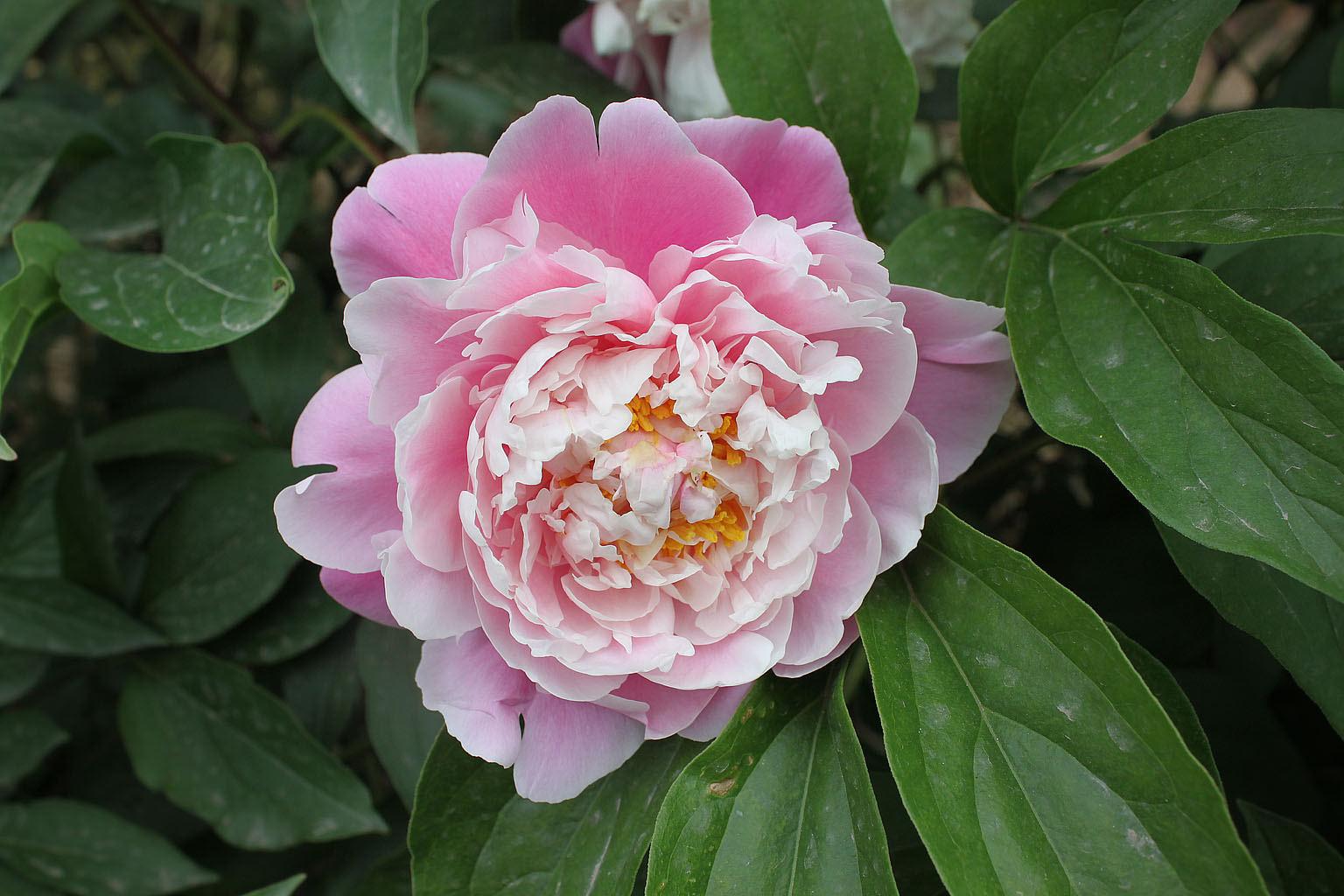  p>芍药科(paeoniaceae)植物世界上仅一属(芍药属  i>paeonia l /i>.