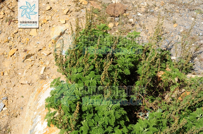  p>褐苞蒿(学名:artemisia phaeolepis)是 a target="_blank" href="