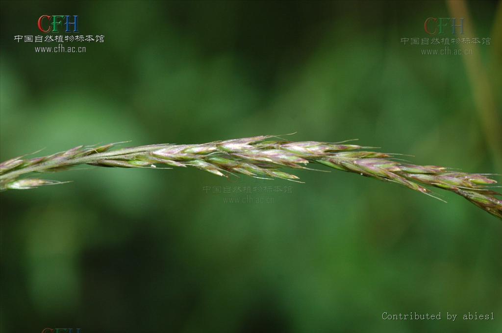 trisetum clarkei (hook. f.) r. r. stewart
