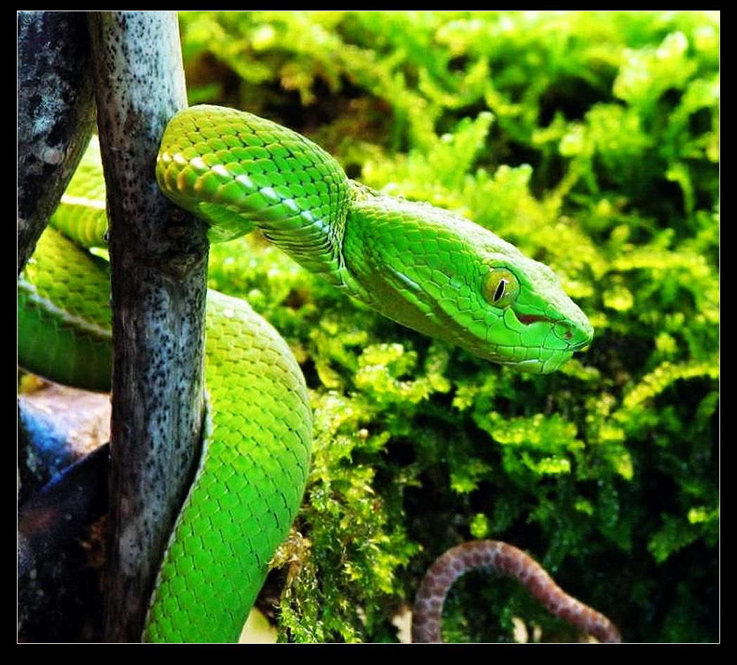  p>竹叶青蛇(学名: i>trimeresurus stejnegeri /i>)是蝰科竹叶青蛇属