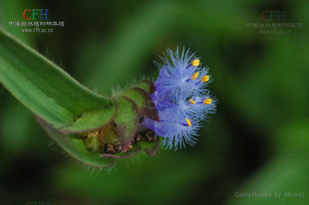  p>蓝耳草属( a target="_blank" href="/item/学名/8074290" data