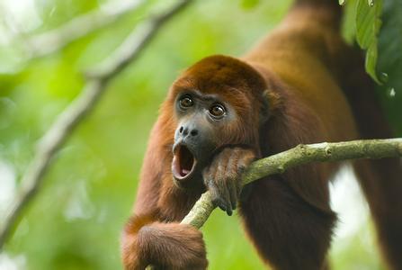 howler monkey