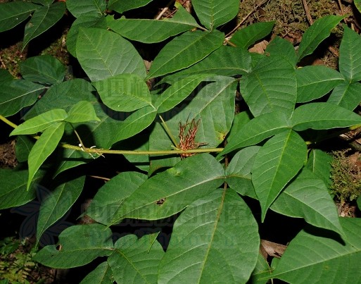  p>毒漆藤(toxicodendron radican)是漆树科漆属一种原产自北美洲的