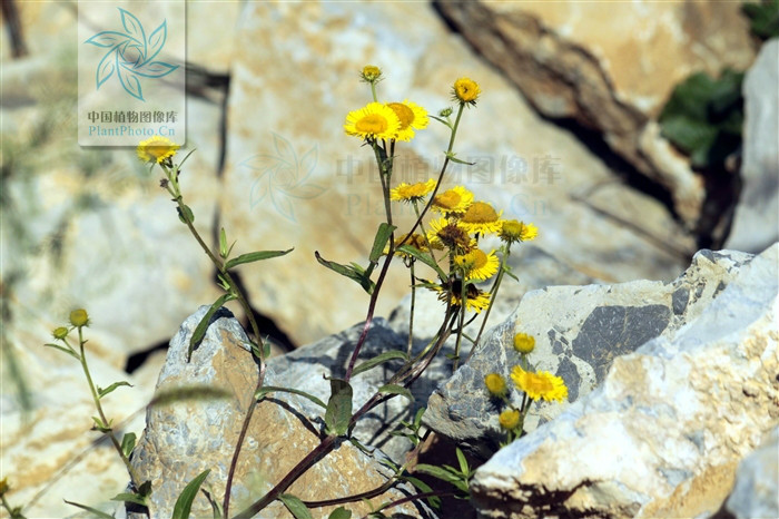  p> b>柳叶旋覆花 /b>(学名: i>inula salicina /i>)为 a>桔梗目 /a>