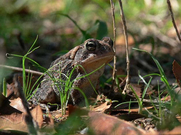  p>美国南部蟾蜍(学名: i>bofo terrestris /i>)体型短粗,背面皮肤上