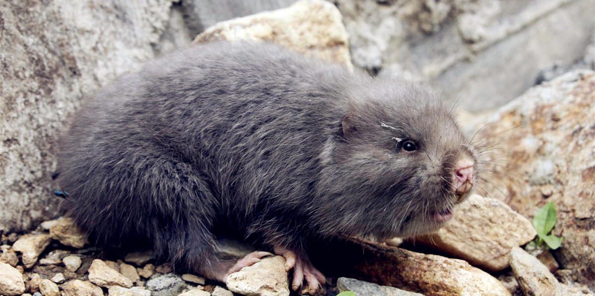 p>恭城竹鼠,广西壮族自治区桂林市恭城瑶族自治县特产,全国农产品