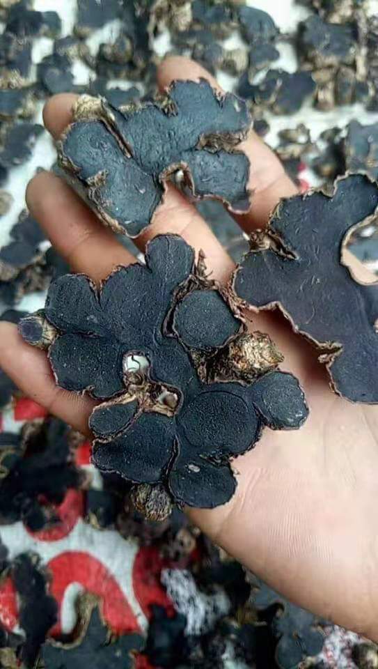  p>乌姜(zingiber lingyunense d.