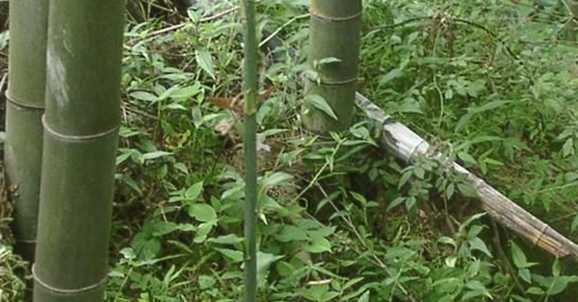 大长茎 全网资源